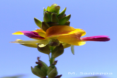 Alysicarpus sanjappae